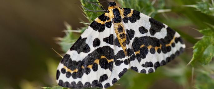 Magpie moth - Les Binns - Les Binns